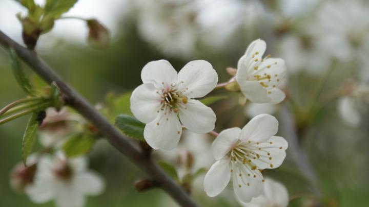 Blomstrende kirsebærtræ