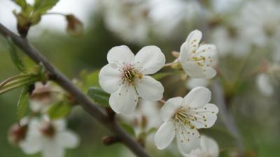 Blomstrende kirsebærtræ