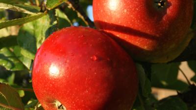 Røde æbler - Inge Marie æble